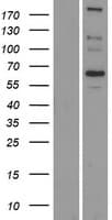 SCARA5 Protein (Over-Expression Lysate Myc-DDK (Flag))