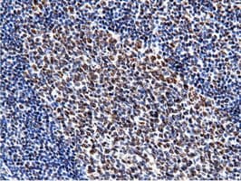 NT5DC1 Antibody (clone OTI3H2)