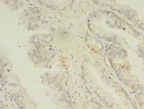 MAPK13 / p38delta Antibody