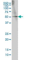 GABPA / NRF2 Antibody (clone 1D6)