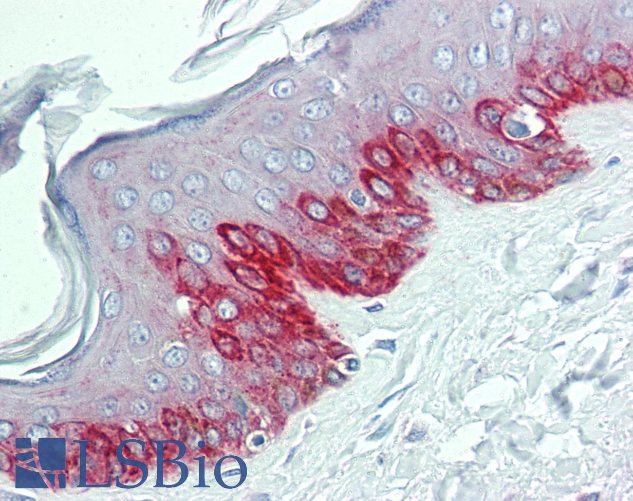 Polyclonal Rabbit anti-Human HDX Antibody (N-Terminus, IHC, WB)