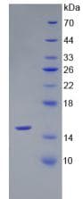 Rat AMH / Anti-Mullerian Hormone Protein (Recombinant His, N-Terminal)