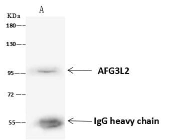 AFG3L2 Antibody