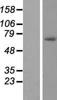GAS2L3 Protein (Over-Expression Lysate Myc-DDK (Flag))