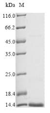 Cytotoxin-5 (Naja mossambica) Protein (Recombinant 6His, N-terminus)