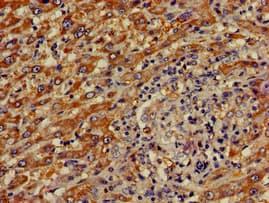 OASIS / CREB3L1 Antibody