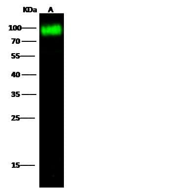 Polyclonal Rabbit anti-Rat CD36 Antibody (Preservative Free, WB)