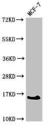 CRABP2 Antibody