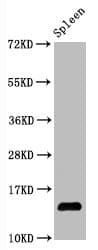 HIST1H2AB Antibody