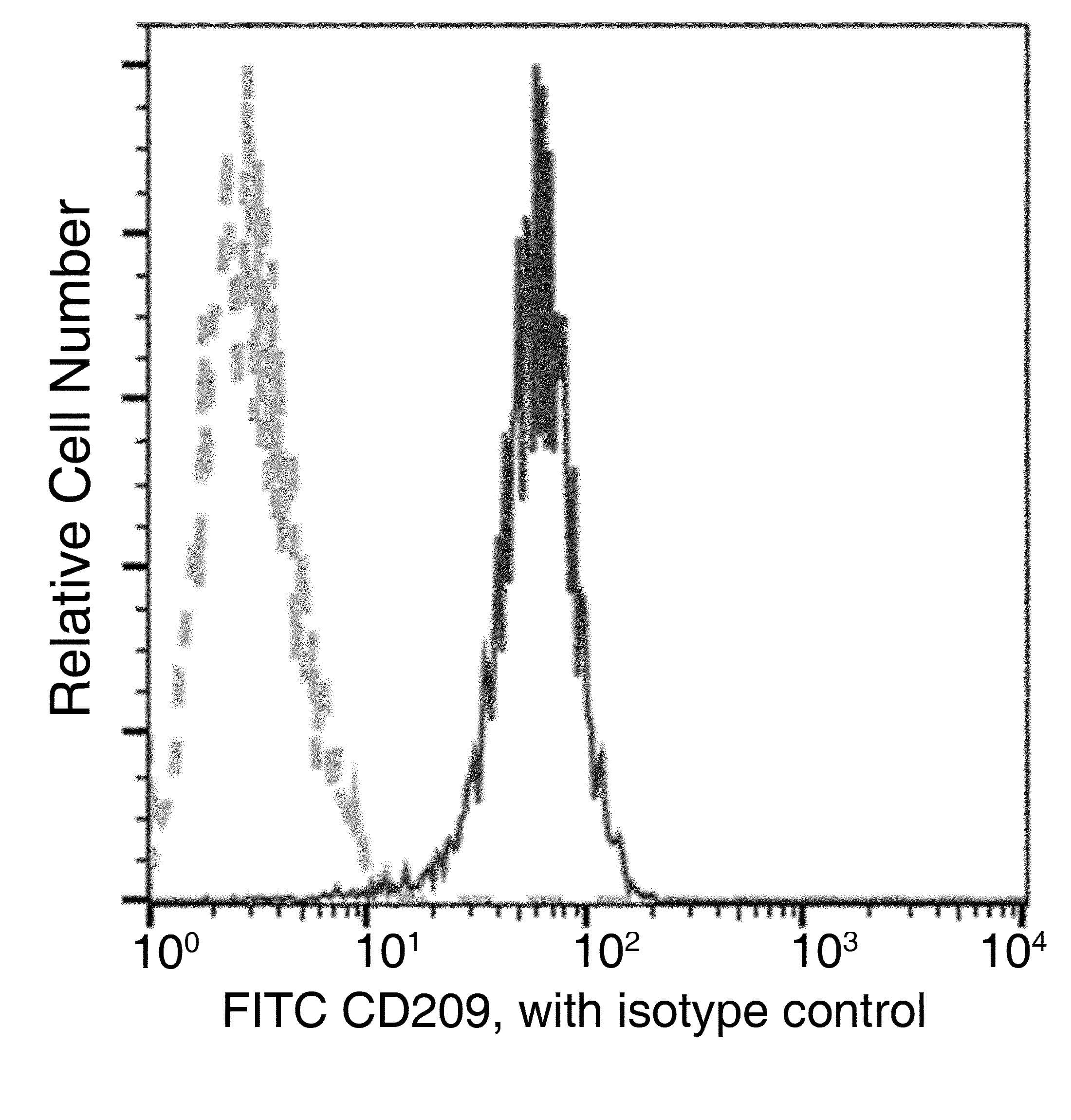 CD209 / DC-SIGN Antibody (clone 037, FITC)
