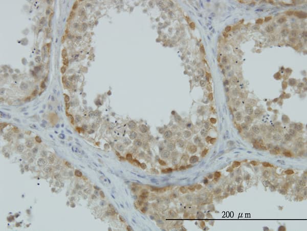 ASNA1 Antibody (clone 2H3)