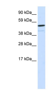 FOXI1 Antibody (aa221-270)