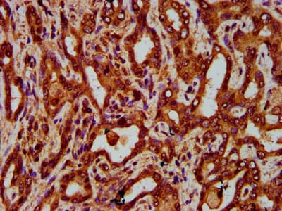 EGFL7 Antibody
