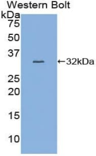 MYB / c-Myb Antibody (aa305-558)