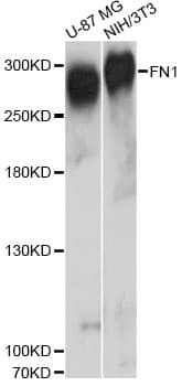 FN1 / Fibronectin Antibody