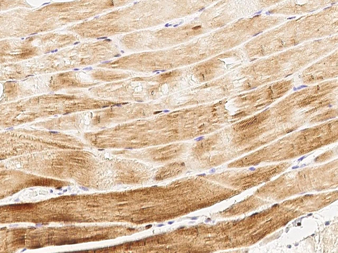 WNT5B Antibody (Preservative Free)