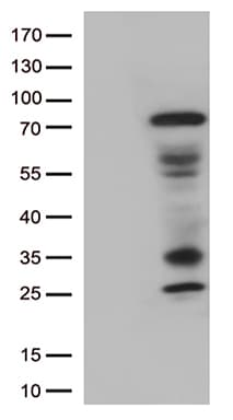 LAG3 Antibody (clone OTI7G1)