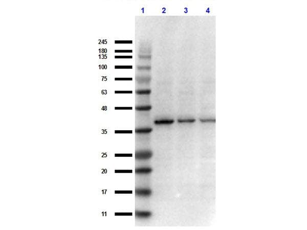 IHC-plus™ Polyclonal Rabbit anti-Human NFKBIB / IKB Beta / IKBB Antibody (C-Terminus, IHC, WB)