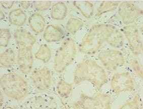 FGF6 Antibody (aa38-208)
