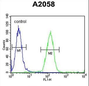 Polyclonal Rabbit anti-Human FOXC2 Antibody (aa159-186, IHC, WB)