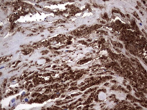 CD63 Antibody (clone OTI1D12)