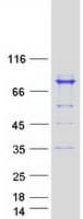 Human MAGED2 Protein (Recombinant Myc-DDK (Flag))