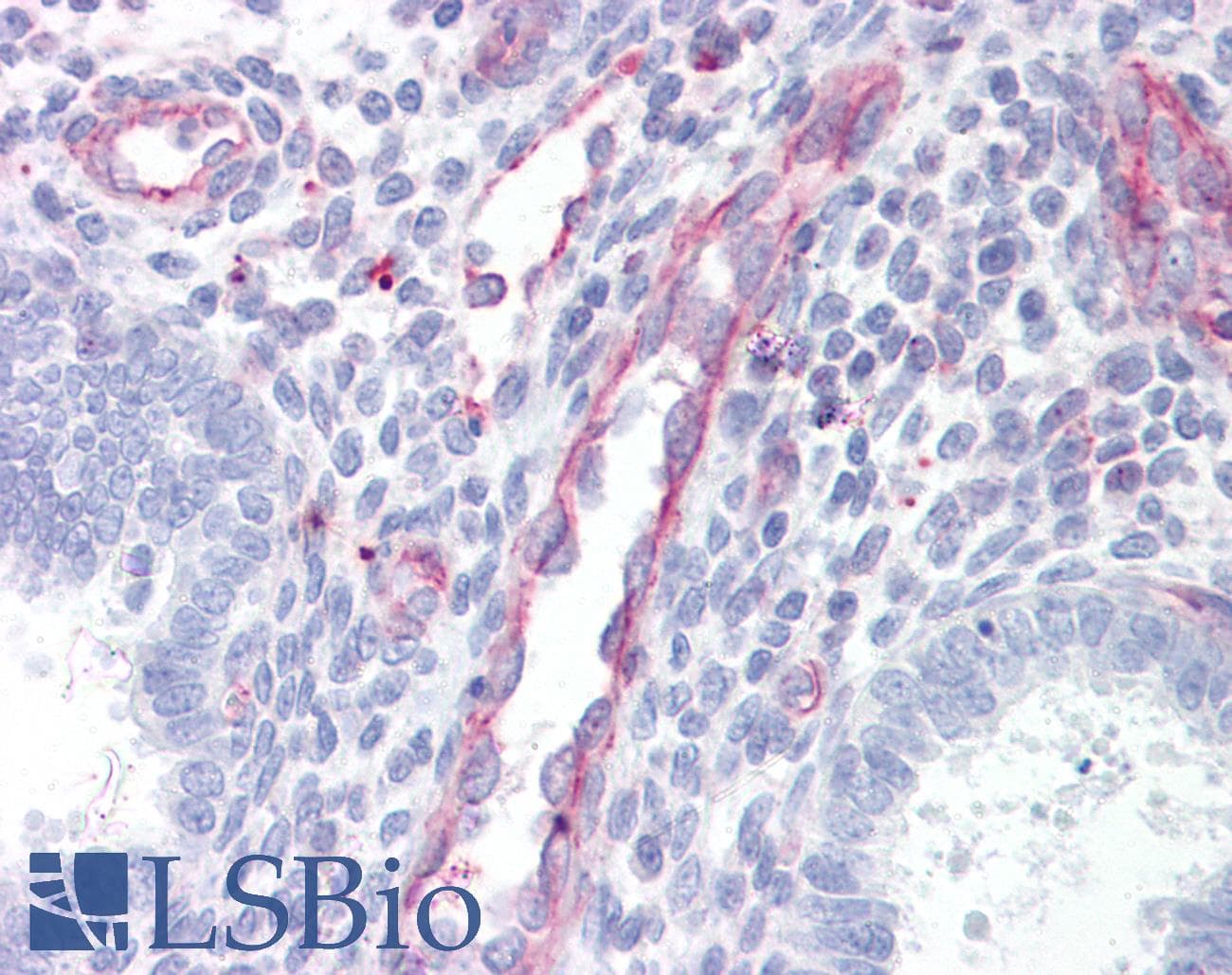 IHC-plus™ SDC4 / Syndecan 4 Antibody (aa1-50)