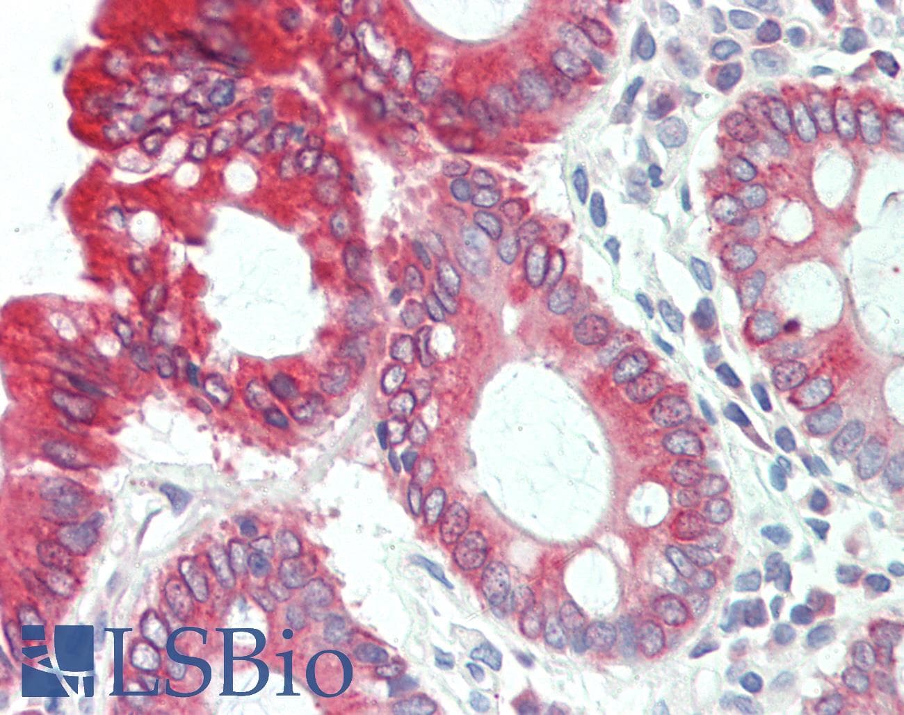CLDN8 / Claudin 8 Antibody (C-Terminus)