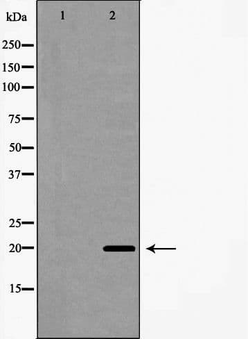IL20 Antibody