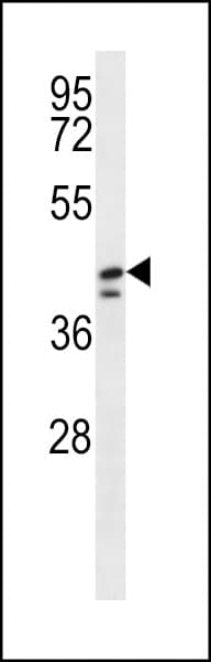 DUS1L Antibody (aa321-349)