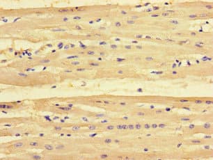 PMAIP1 / NOXA Antibody