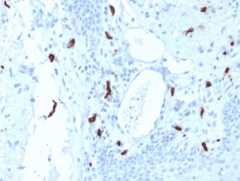 TPSAB1 / Mast Cell Tryptase Antibody (clone TPSAB1/1961, Azide-free, BSA-free)