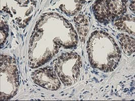 SPR Antibody (clone OTI4F5, Carrier-free)