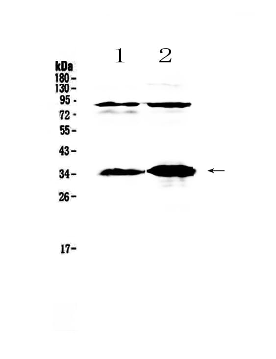Polyclonal Rabbit anti-Rat IL-33 Antibody (IHC, WB)