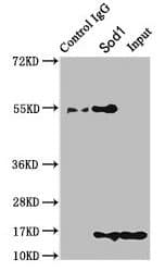 SOD1 / Cu-Zn SOD Antibody