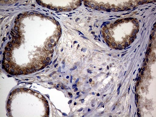 ATG16L1 / ATG16L Antibody (aa1-277, clone OTI5A2)
