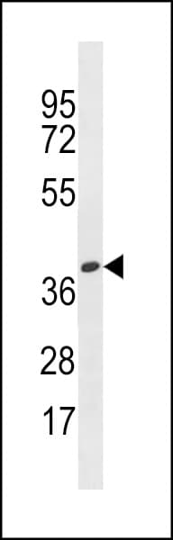OR4X1 Antibody (aa66-94)