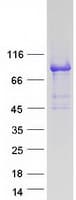 Human KLHL11 Protein (Recombinant Myc-DDK (Flag))