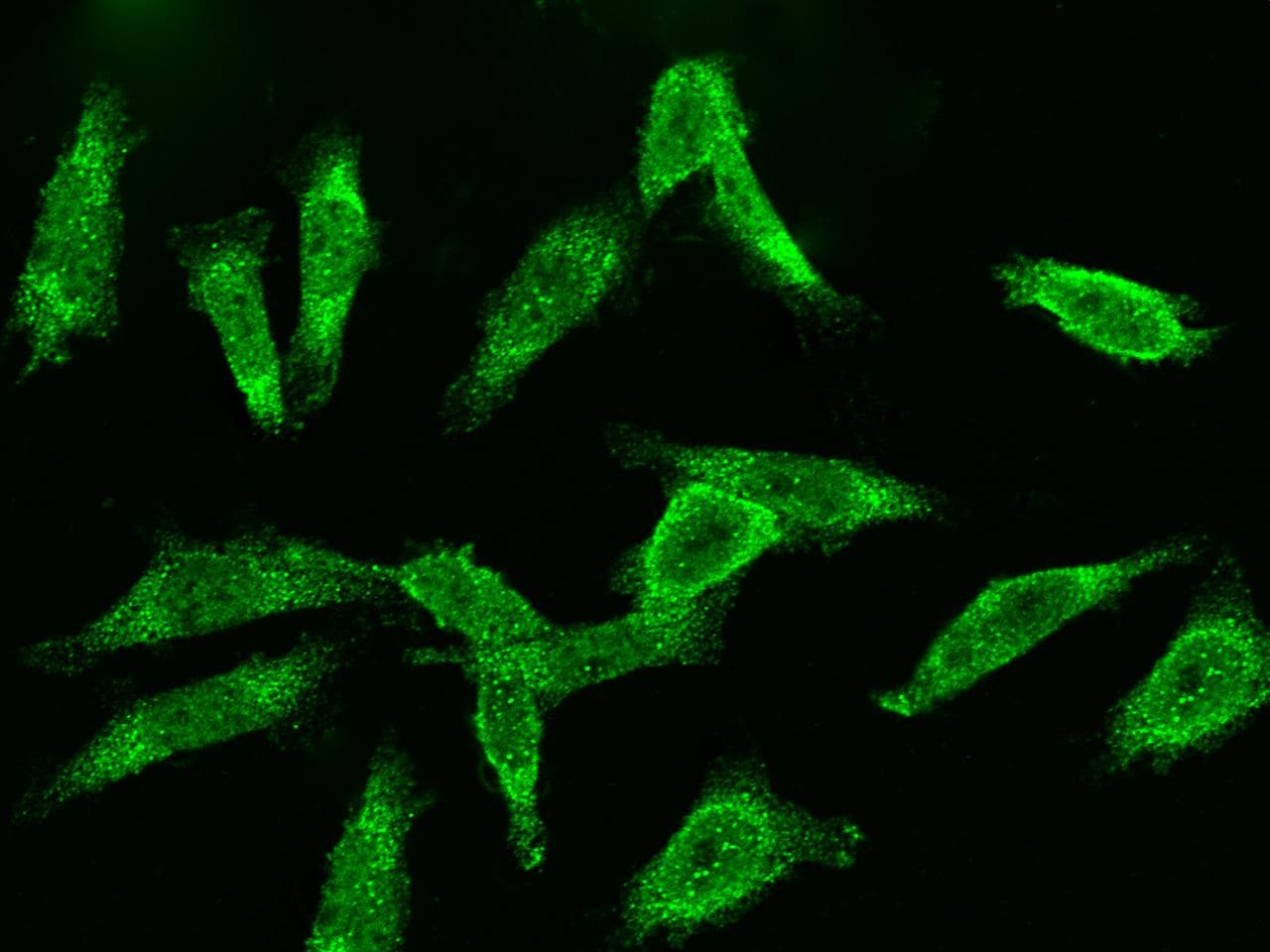 CCNB2 / Cyclin B2 Antibody (Preservative Free)