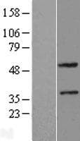 ZNF2 Protein (Over-Expression Lysate Myc-DDK (Flag))
