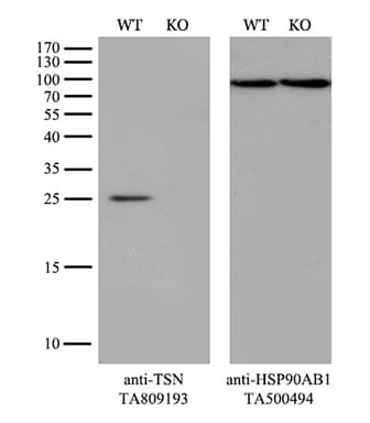TSN / Translin Antibody (aa1-51, clone OTI4C6, Carrier-free)