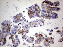 EGFR Antibody (aa900-1210, clone OTI6E3)