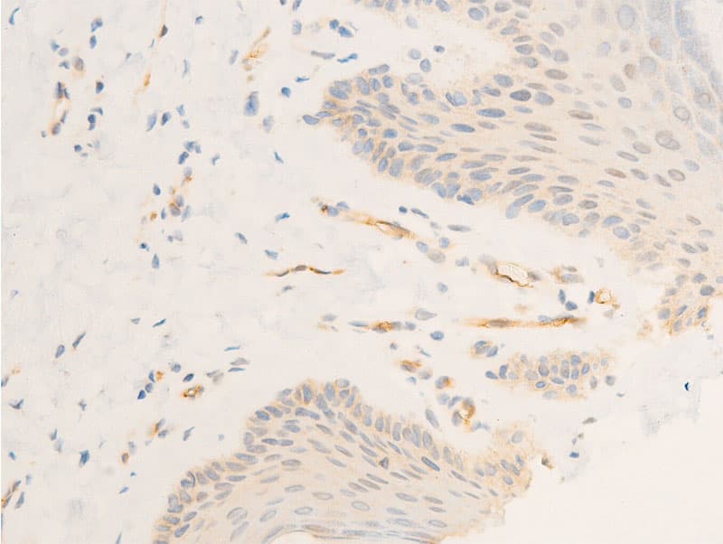 ICAM-1 / CD54 Antibody (phospho-Tyr512)