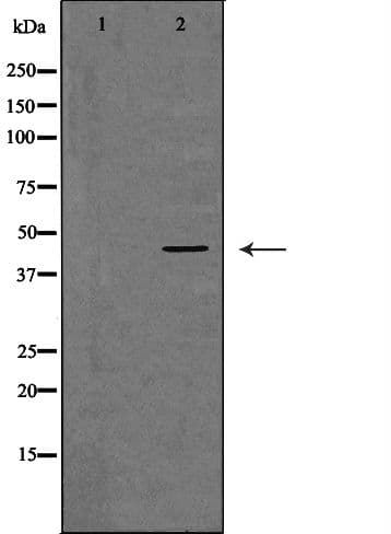 GNA15 Antibody