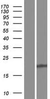 LIM2 Protein (Over-Expression Lysate Myc-DDK (Flag))