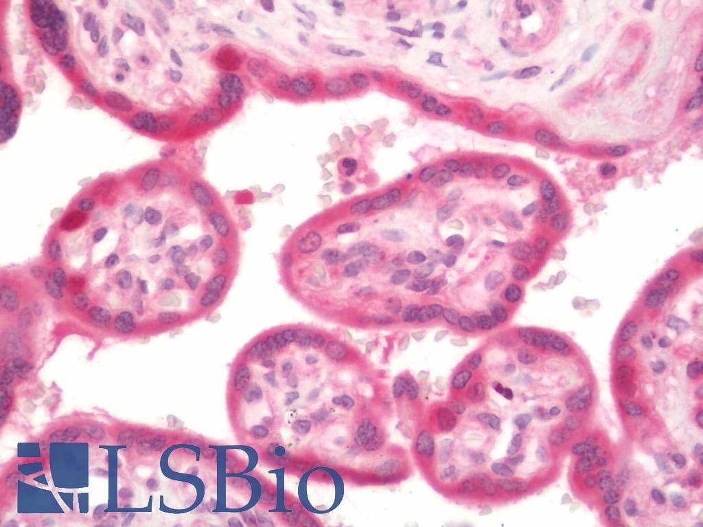 IHC-plus™ PBK / TOPK Antibody (clone 2C8)
