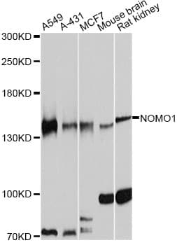 NOMO1 / PM5 Antibody