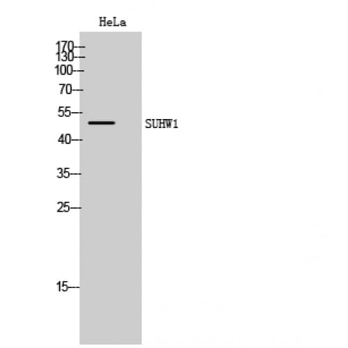 ZNF280A Antibody (410-490 aa, C-terminal)