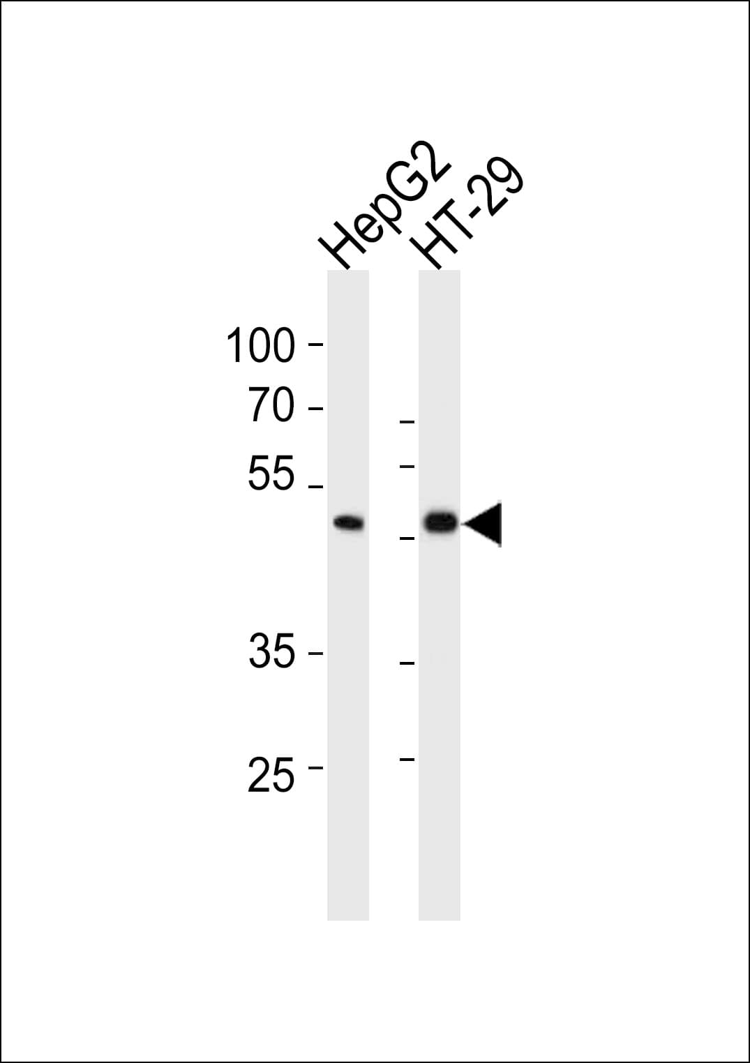 SMAD6 Antibody (aa358-386)