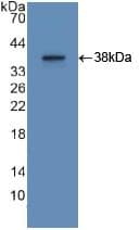 Apolipoprotein A-II Antibody (aa24-100, APC)